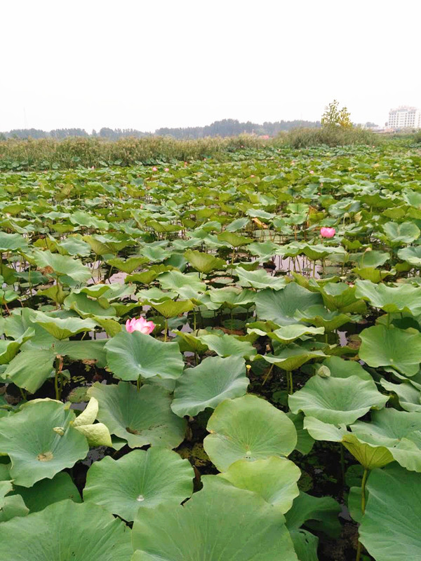 91视频一区二区三区厂家-山东国康微山岛骑行一日游