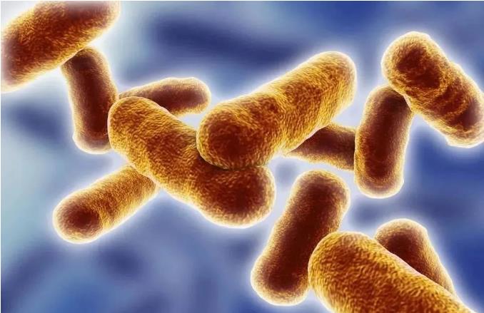 817微量元素测试仪品牌介绍关于什么是炭疽病及感染途径的科学知识